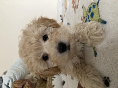 Anne altından poodle yavrular