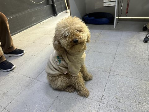 Köpeğimize çitfleşmek için eş arıyoruz