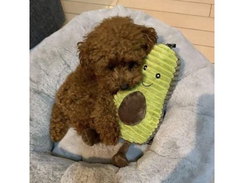 Toy poodle aile ortamından