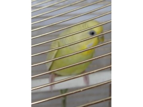 3 dişi ve 1 erkek muhabbet kuşu