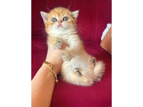 Safkan brıtısıh shorthair golden bebekler