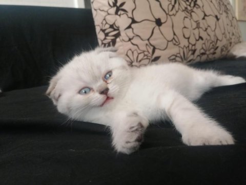 Blue point scottish fold