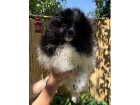 Garantili pomeranian boo erkek