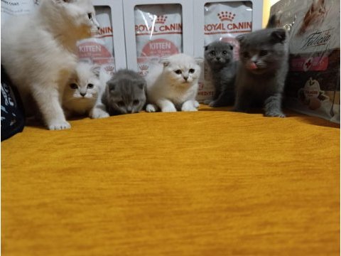Dişi erkek scottish fold sağlıklı bebekler