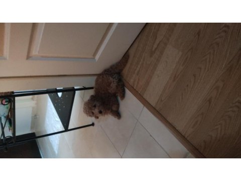 Son erkek poodle yavrum
