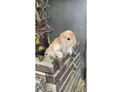 Safkan evcil tavşan yavruları her yere gönderim