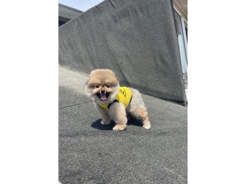 Karbeyaz pomeranian boo