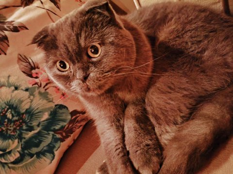 Scottish fold eğitimli