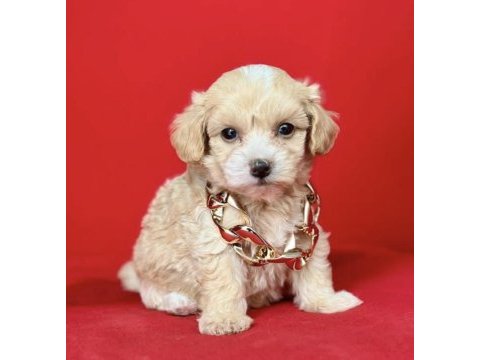 0 numara en mini boy maltipoo yavrular
