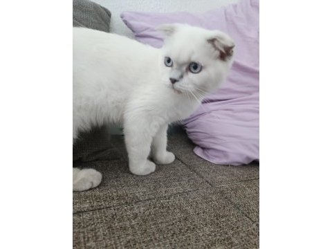 Scottish fold mükemmel yavrumuz