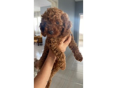 Toy poodle köpeği