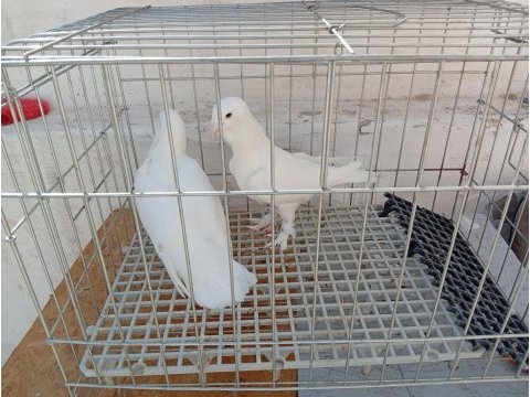 Sami patikli güvercin