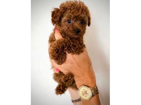 Aşılı pasaportlu mikroçipli toy poodle yavrularımız 