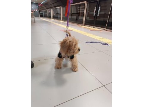 Yavru maltipoo oyuncu güzeller güzeli