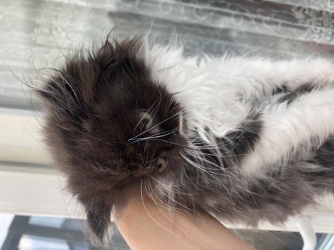 İran (persian) kedisi 2 erkek ve 1 dişi