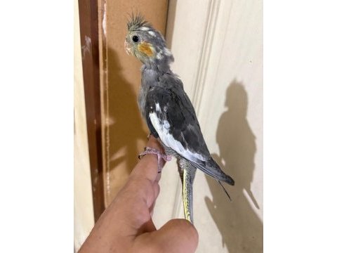 44 günlük konuşturmalık sultan papağanı bebek