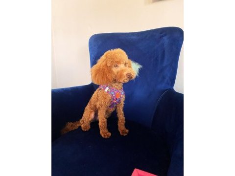 Dişi 6,5 aylık poodle