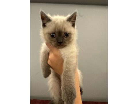 2 aylık yavru british shorthair