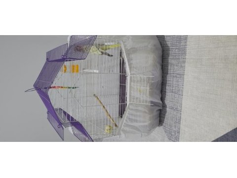 Hem xxl kafes hem eğitmelik sultan papağanı