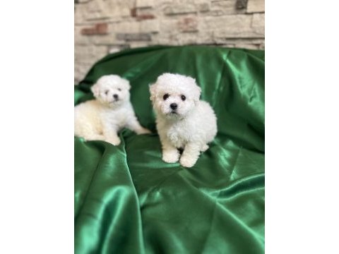Bichon frise nadir orjinal güzellikleri var