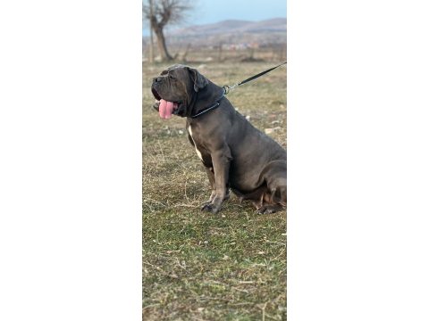 Cane corso yavrularımız ırk garantili