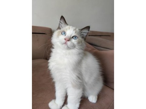 Secereli ragdoll yavrulari