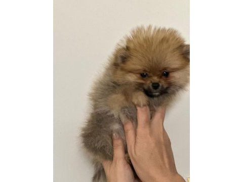 Irk garantılı tea cup pomeranian