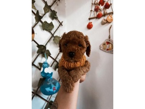 Çok sevimli çok akıllı poodle bebeğim