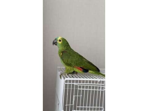Yavru blue front amazon papağanı