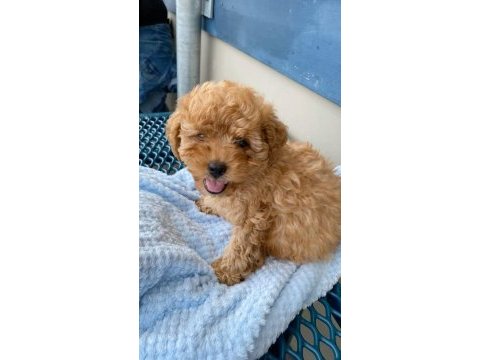 A kalite maltipoo yavrularımız yeni sahiplerini arıyor