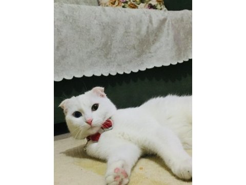 Scottish fold kedimize eş arıyoruz