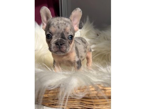 Ev bakımı french bulldog yavrularım