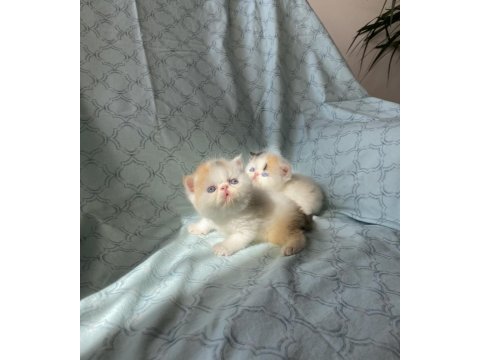 Şampiyon bebekler calico exotic shorthair