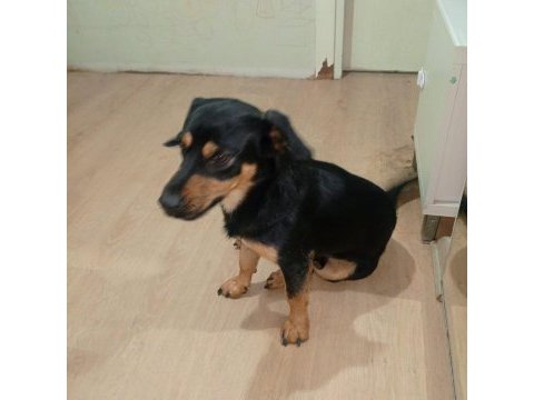 Rottweiler kırma ücretsiz