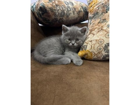 British shorthair erkek yavrularimiz