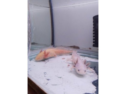 Axolotl 5 6 7 cm