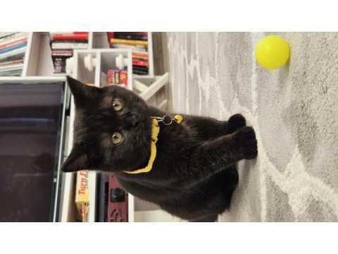 Karabük british shorthair