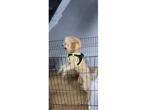 Yavru eğitimleri tam toy poodle