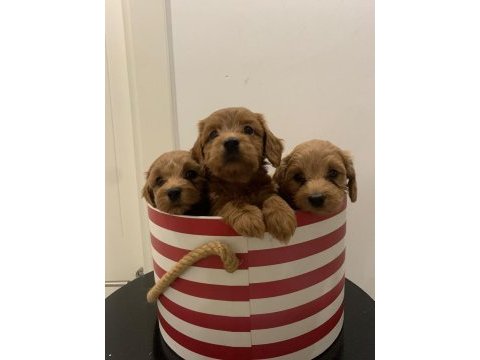 Maltipoo bebekler son 3 dişi