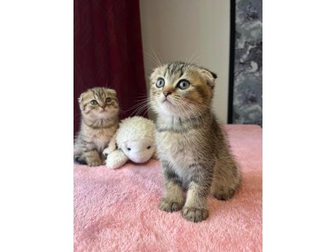 Beyaz ve golden eğik kulaklı tatlı scottish fold yavrularım