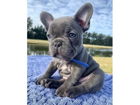 A kalite dişi erkek blue french bulldog yavrularımız