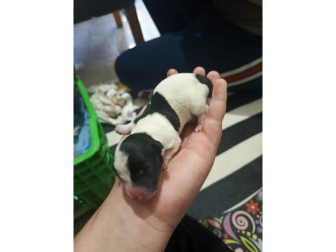 Jack russell terrier