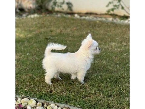Irkının en iyisi ödüllü chihuahua yavru