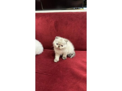 British shorthair & scottish fold yavrularımız