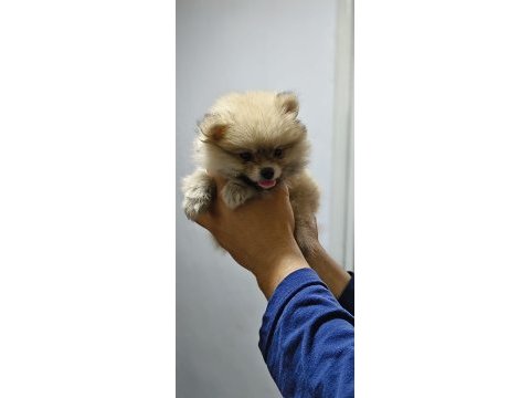 Pomeranian boo erkek ve dişi yavrularımız