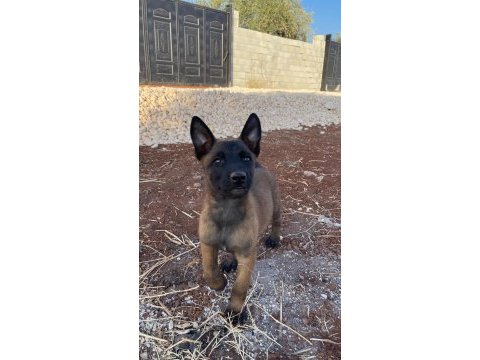 Belçika kurdu malinois