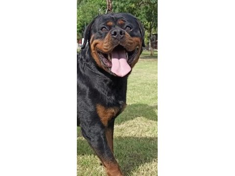 Yavru rottweiler