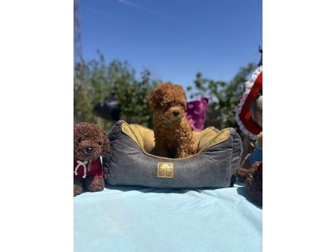 Dişi 3 aşılı wc eğitimli poodle