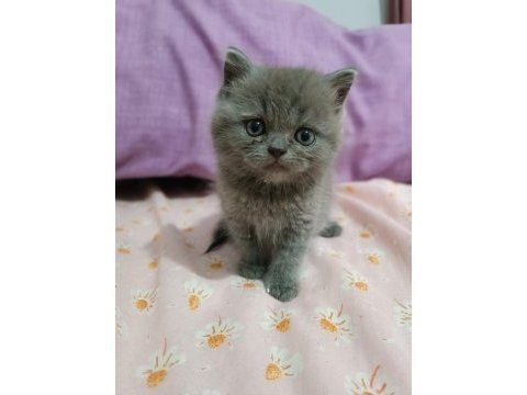 2 aylık dişi british shorthair