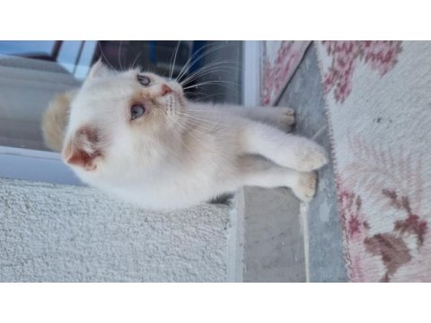 Scottish fold beyaz mavi
